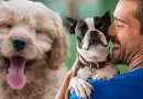 perro, veterinario, sonrisa, bailar