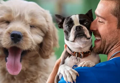 perro, veterinario, sonrisa, bailar