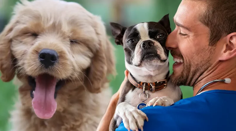 perro, veterinario, sonrisa, bailar