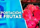 pitahaya, nicaragua, exportación, frutas