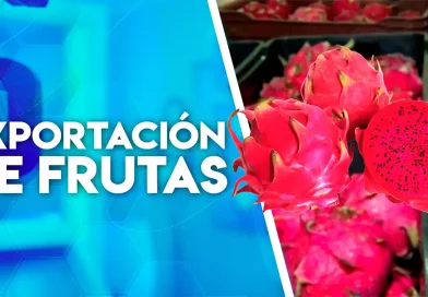 pitahaya, nicaragua, exportación, frutas