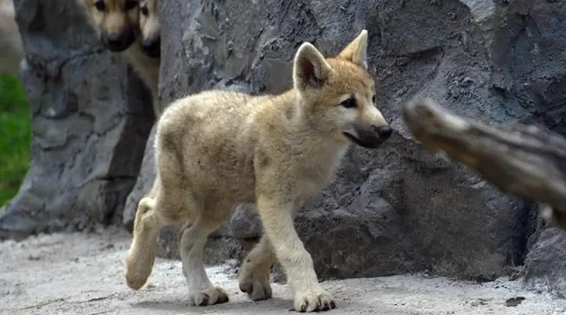 lobo artico, china, clon, tecnologia, peligro, extincion