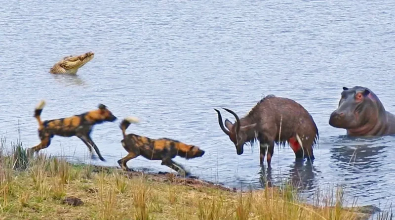 viral, animales, internacionales, perro, hipopotamo