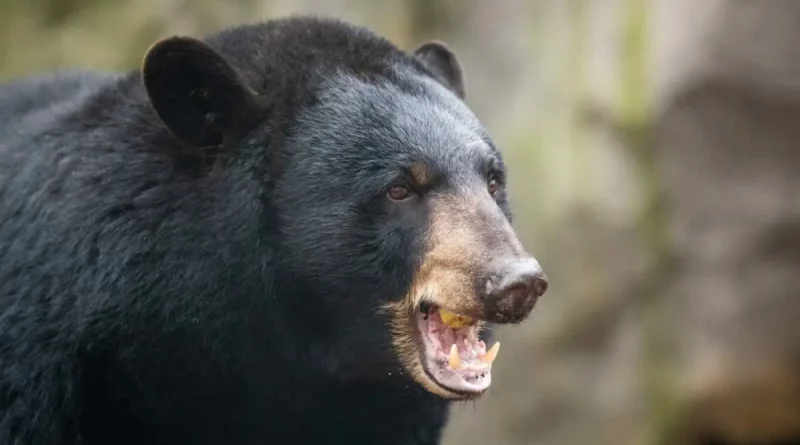 oso, ataque, perro, estados unidos,