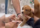 Cachorro, perrito, video, dramático, vacuna, jeringa, gemido, tierno, comentarios, TikTok,