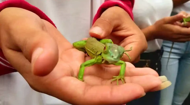 iguanas verdes, nindiri, volcan masaya, nicaragua,