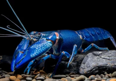 langosta azul, tiktok,