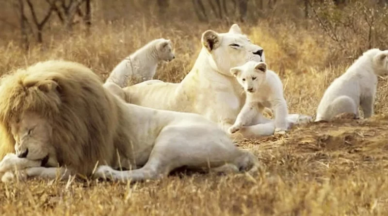 león, virales, internacionales, animales, ghana