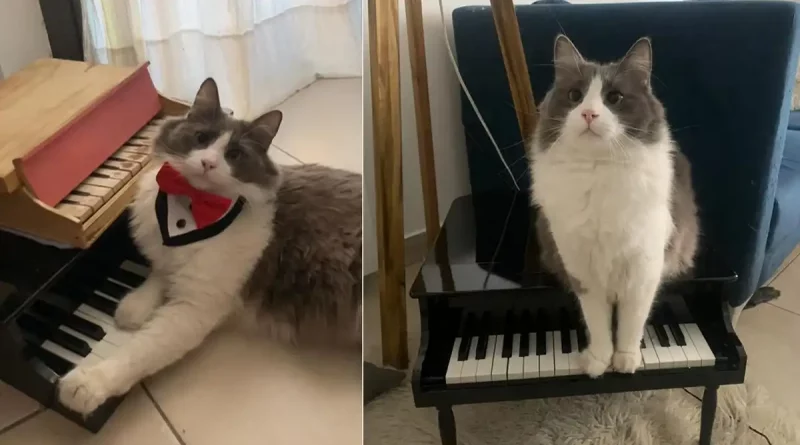 gato, felino, TikTok, pianista, toca, interpreta, piano, Argentina, Limón, Rocío,