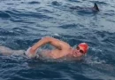 nadador, delfines, protegen, amenazado, tiburón, mar, abierto, manada, agua,
