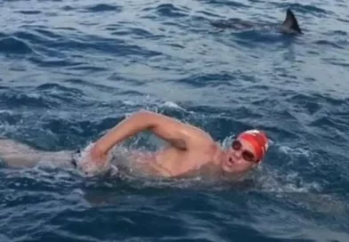 nadador, delfines, protegen, amenazado, tiburón, mar, abierto, manada, agua,