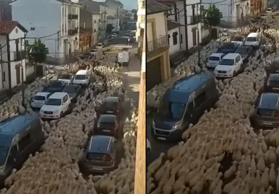 ovejas, inundan, calles, Navarra, España, rebaño, pastores, tradición, trashumancia,