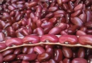 produccion nicaragua, produccio maiz, produccion frijol,
