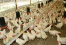 Producción de carne de pollo y huevo crecen más del 5%