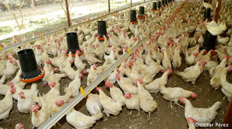 Producción de carne de pollo y huevo crecen más del 5%
