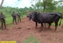 ejercito de nicaragua, nueva guinea, semovientes,
