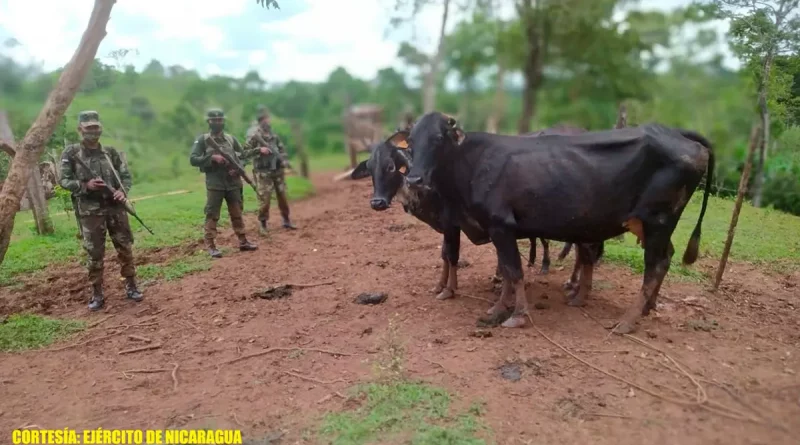 ejercito de nicaragua, nueva guinea, semovientes,