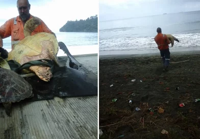 tortugas, marinas, hombre, compra, rescata, mercado, regresarlas, mal, afortunadas,
