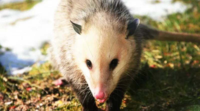 zorro cola pelada, comadreja, sarihuella, fauna, miedo, historia