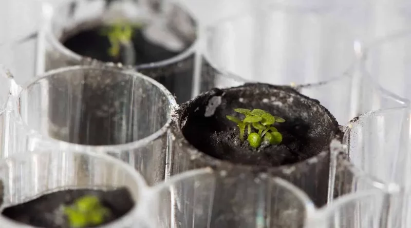 luna, cultivos, plantas, nasa