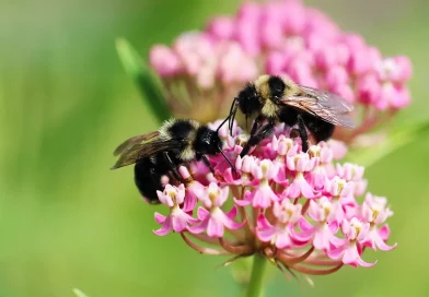abeja, insolito, video, redes sociales