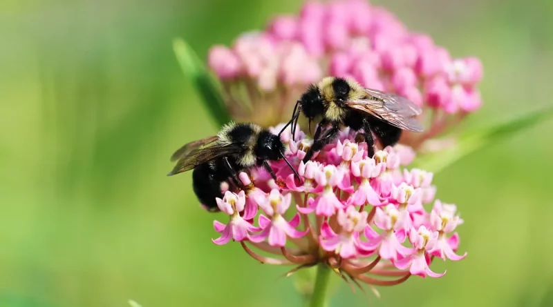 abeja, insolito, video, redes sociales