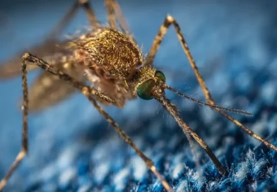 dengue, el salvador, casos, emergencia, ultima hora