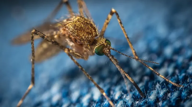 dengue, el salvador, casos, emergencia, ultima hora