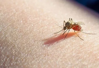 ministerio salud, panama, dengue, malaria, alerta
