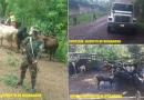 semovientes, ejercito de nicaraua, el tuma la dalia, avigeato,