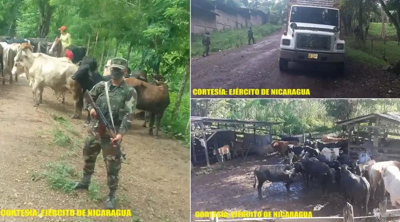 semovientes, ejercito de nicaraua, el tuma la dalia, avigeato,