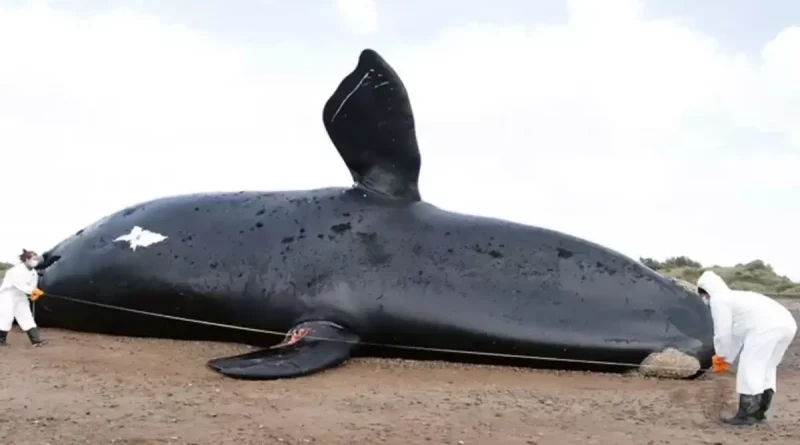 ballena, muertas, marea, roja, sospechosa, Argentina, muerte, intoxicación, provocado, causa,