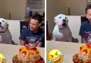 Perrito, canta, Happy, Birthdar, estilo, sorprende, fiesta, celebración, cumpleaños, familia,