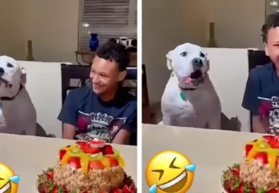 Perrito, canta, Happy, Birthdar, estilo, sorprende, fiesta, celebración, cumpleaños, familia,