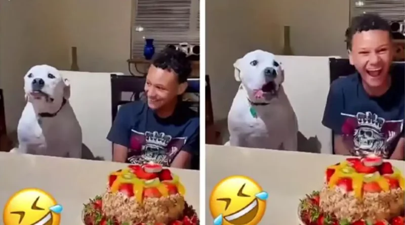 Perrito, canta, Happy, Birthdar, estilo, sorprende, fiesta, celebración, cumpleaños, familia,