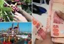 banco de nicaragua, economia, nicaragua, caficultura, miel,