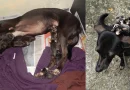perrita, adopta, crías, zarigüeyas, bebés, mamá, huérfanas, Pretinha, madre