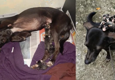 perrita, adopta, crías, zarigüeyas, bebés, mamá, huérfanas, Pretinha, madre