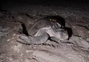 tortuga marina, marena, nicaragua, ejercito de nicaragua, policia nacional, refugio de vida silvestre la flor,