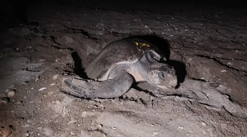 tortuga marina, marena, nicaragua, ejercito de nicaragua, policia nacional, refugio de vida silvestre la flor,