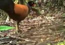 paloma faisa, nuca negra, camara trampa, rara ave, papua nueva guinea,