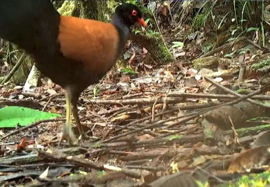 paloma faisa, nuca negra, camara trampa, rara ave, papua nueva guinea,