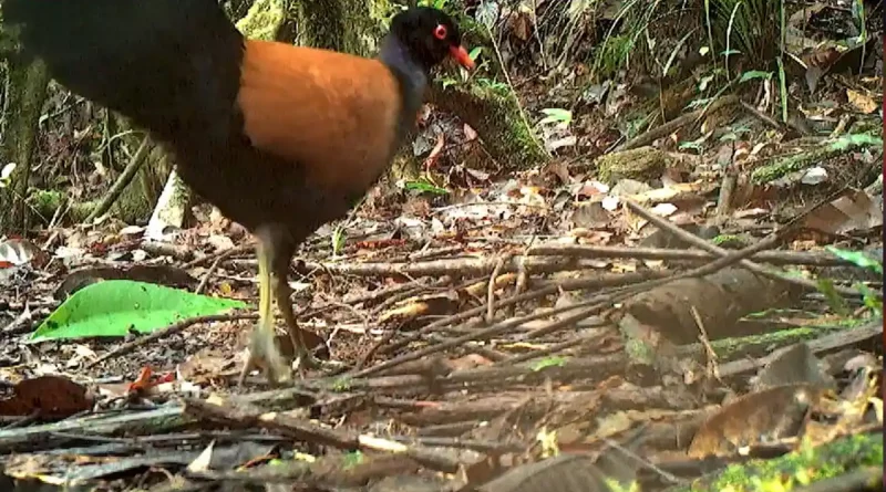 paloma faisa, nuca negra, camara trampa, rara ave, papua nueva guinea,