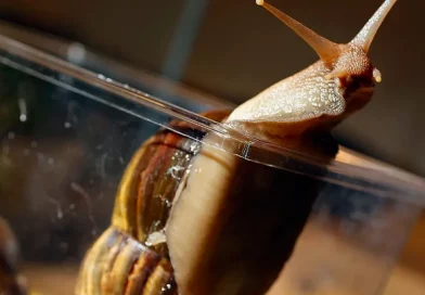 caracol, africano, plaga, peligro, venezuela, zuria