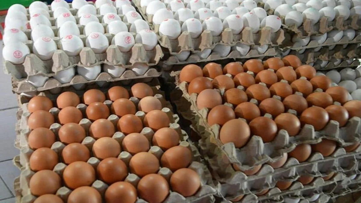 Producción de carne de pollo y huevo crece más del 6% en Nicaragua
