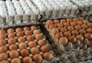 producción, huevo, nicaragua, enero, octubre, carne de pollo