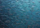 peces, misterio, cientificos, naturaleza, descubrimiento, viral