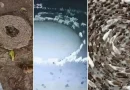animales, especies, vueltas, círculos, den, caminan, explican, expertos, mundo, todo, caminaban, hecho, fenómeno,