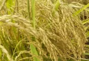 inta, arroz, arroz secano, produccion, produccion nacional,