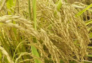 inta, arroz, arroz secano, produccion, produccion nacional,
